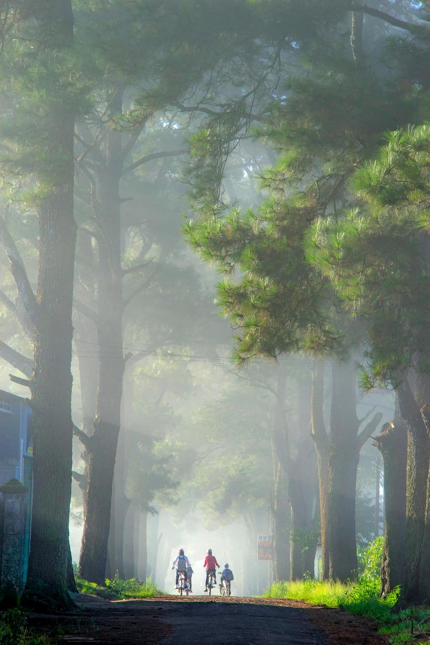 Scenic path through a natural landscape with trees and mountains